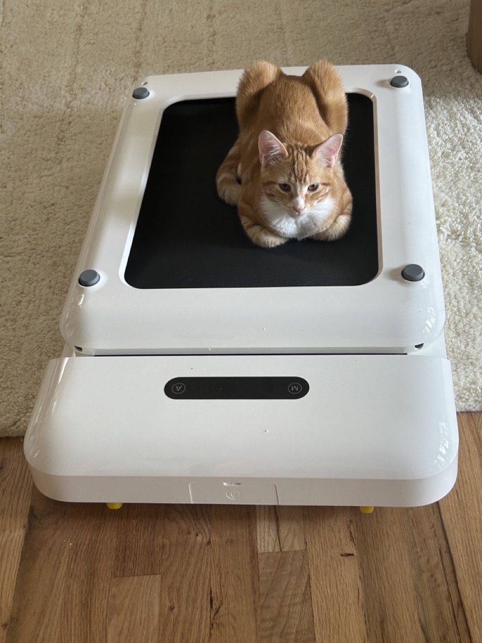 An orange cat sitting on a white WalkingPad