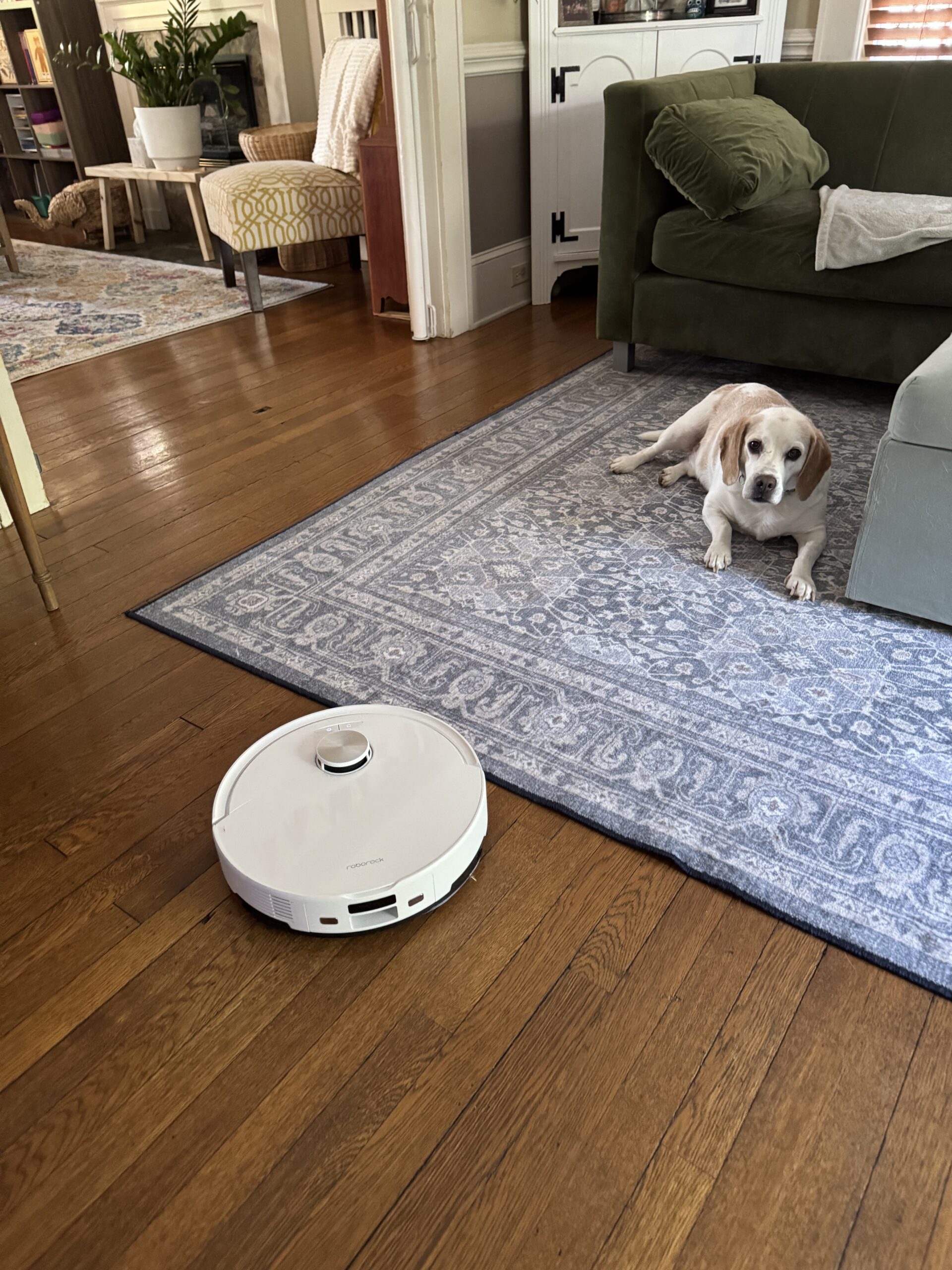 A robotic vacuum cleans a hardwood floor near a blue rug, while a dog lies on the rug beside a green couch in a living room.