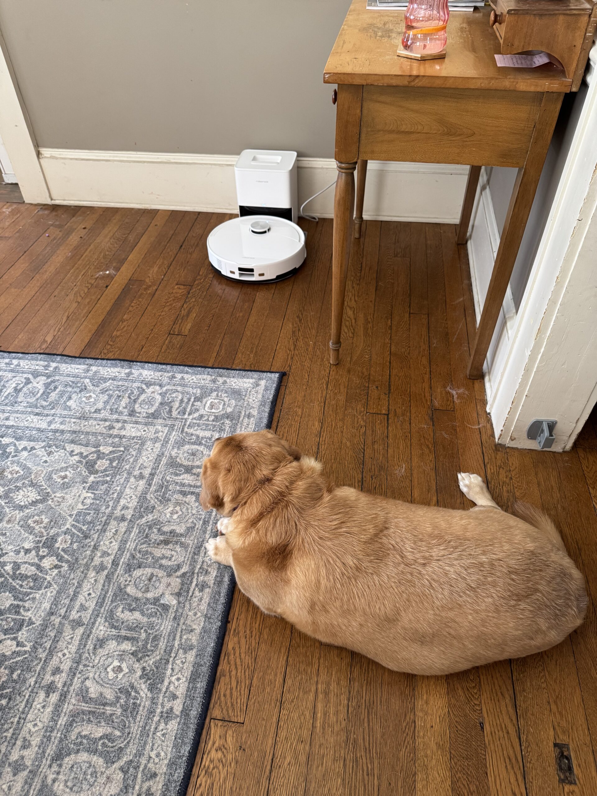 A brown dog lies on a wooden floor near a patterned rug, with a white robotic vacuum and a wooden side table in the background.