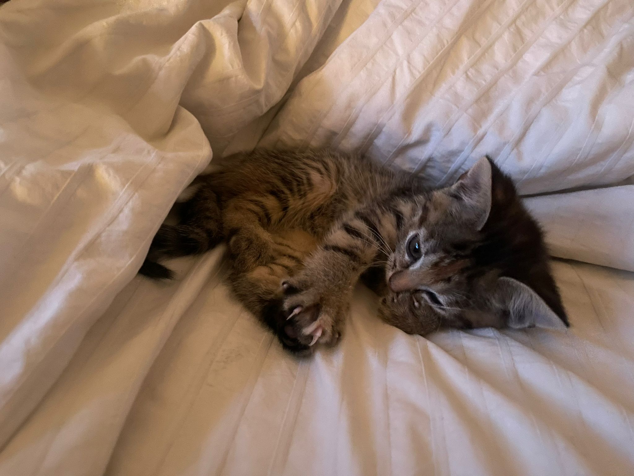 A small tabby kitten lies on its side on a white bed, partially covered by a blanket, looking up with its paws curled close to its body.