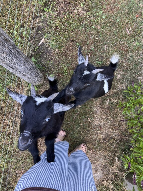 Two small black goats with white markings stand on grass beside a wooden fence, looking up at a person wearing a striped skirt and sandals.