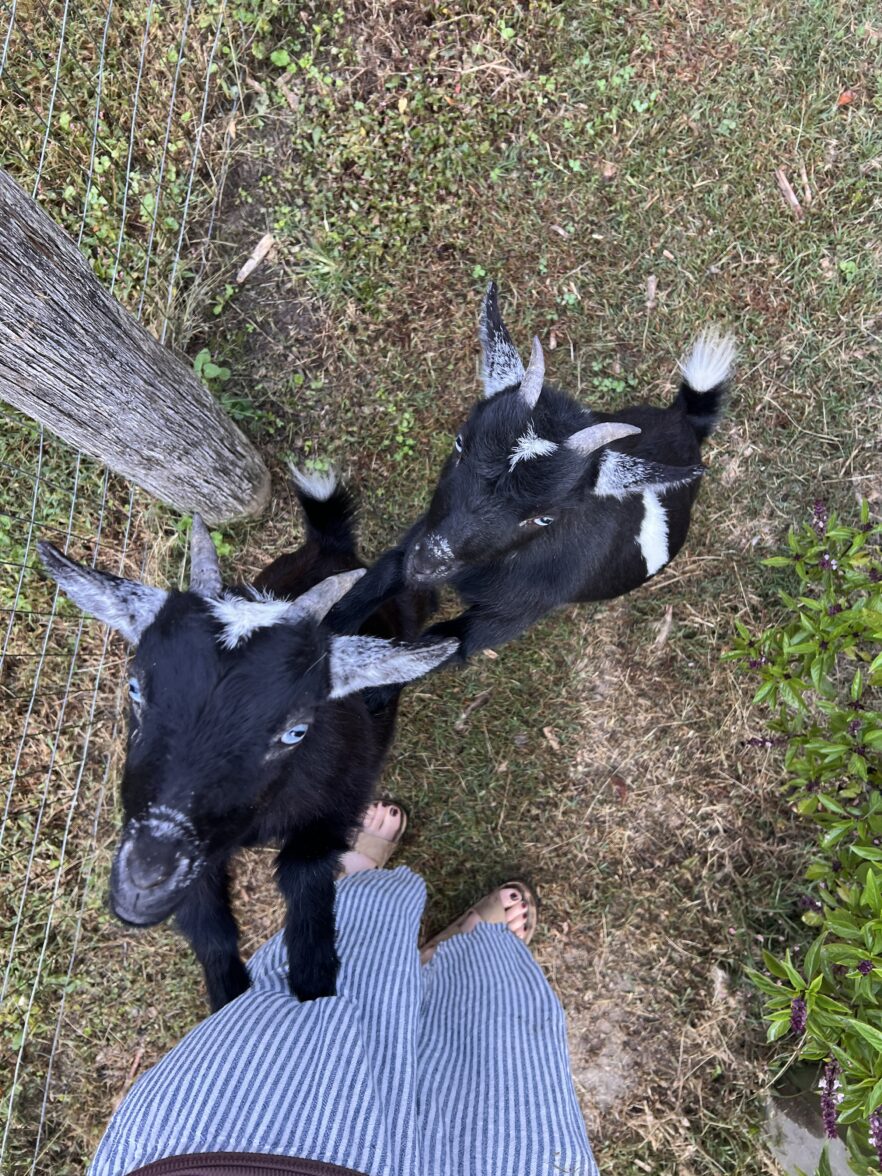 Two small black goats with white markings stand on grass beside a wooden fence, looking up at a person wearing a striped skirt and sandals.