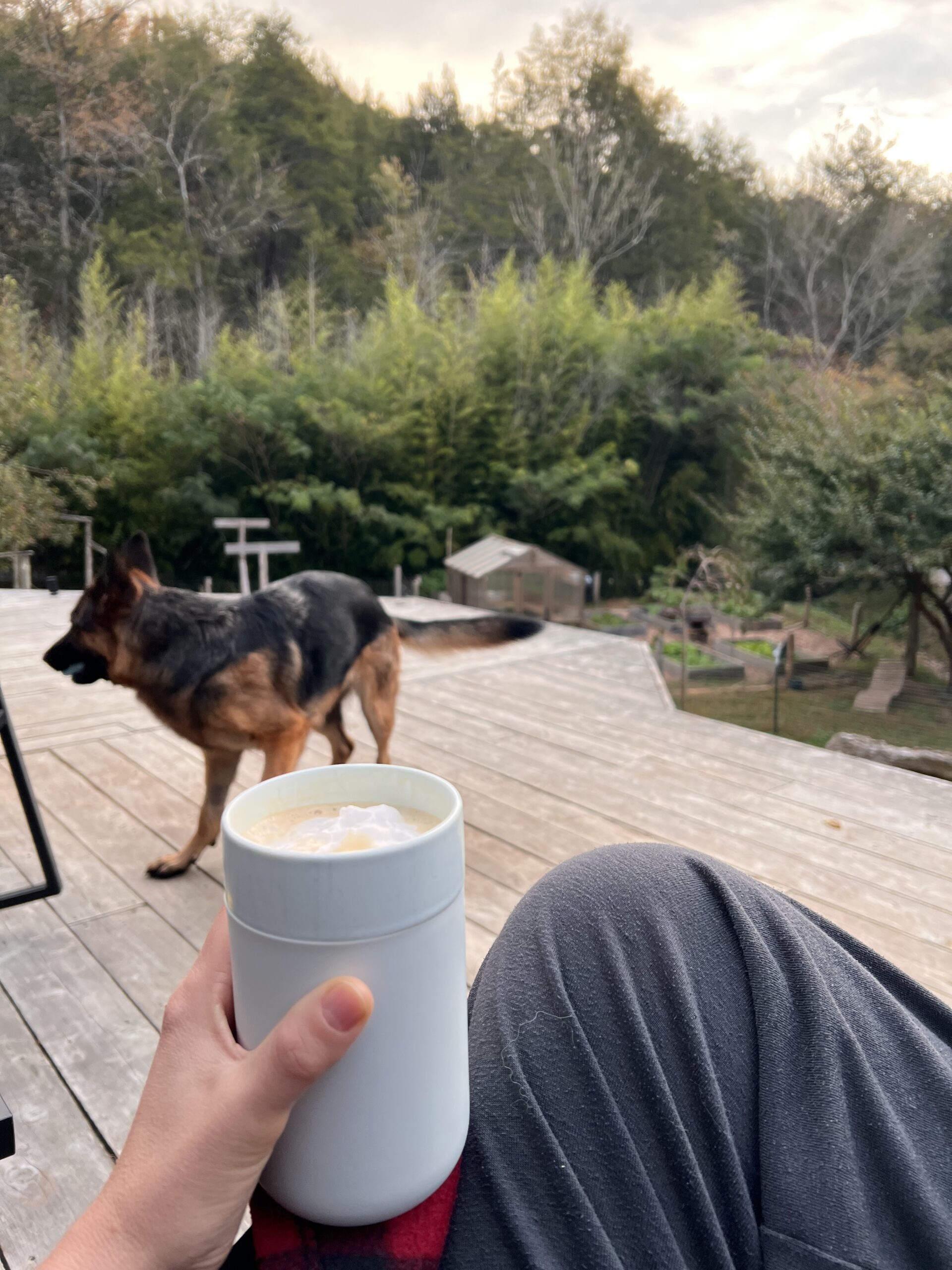 A person holds a white mug with a foamy drink on a wooden deck, with a German Shepherd walking in the background near trees and a fenced yard.