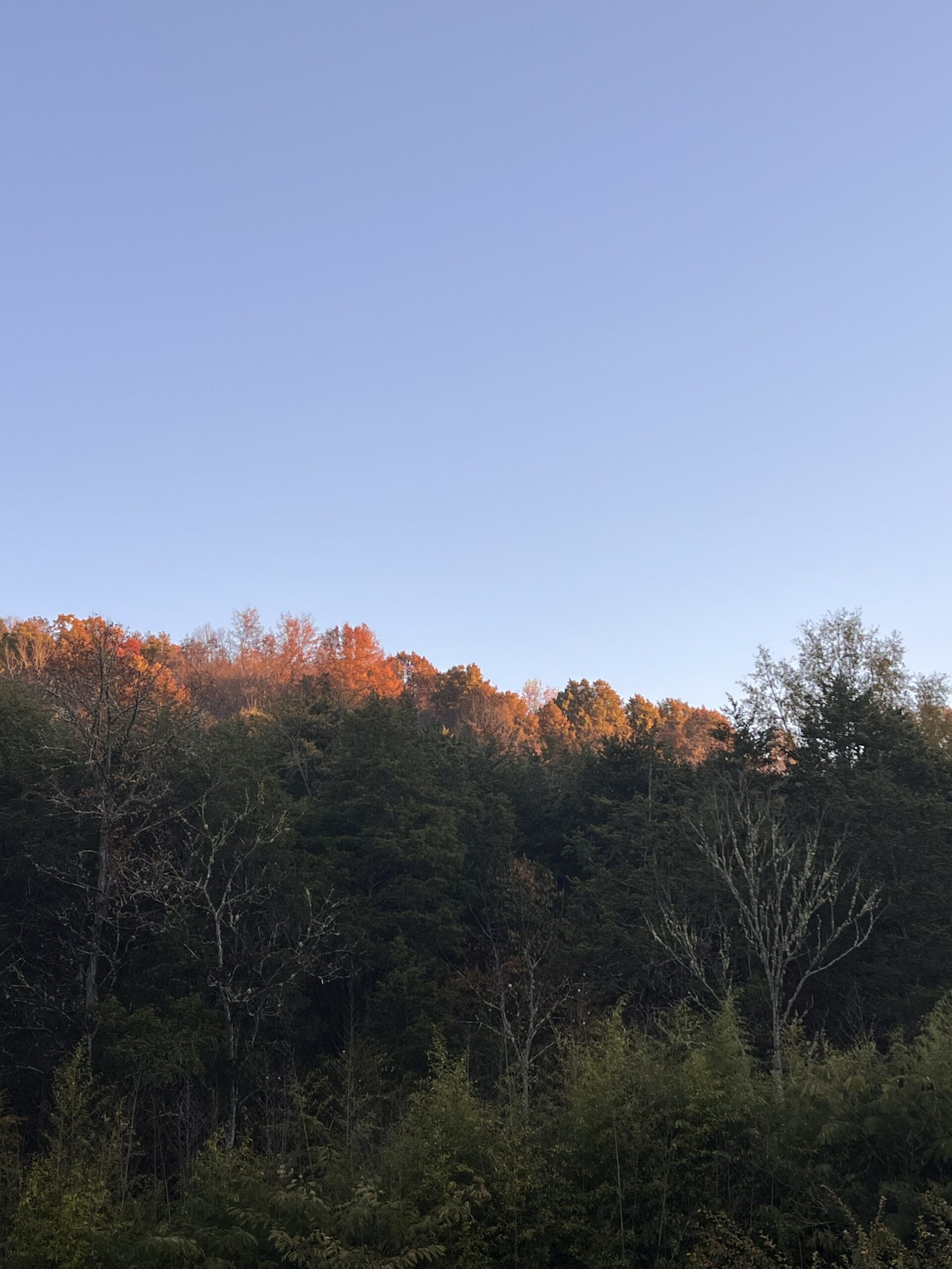 A forested hillside with trees showing autumn colors at the top, under a clear blue sky.