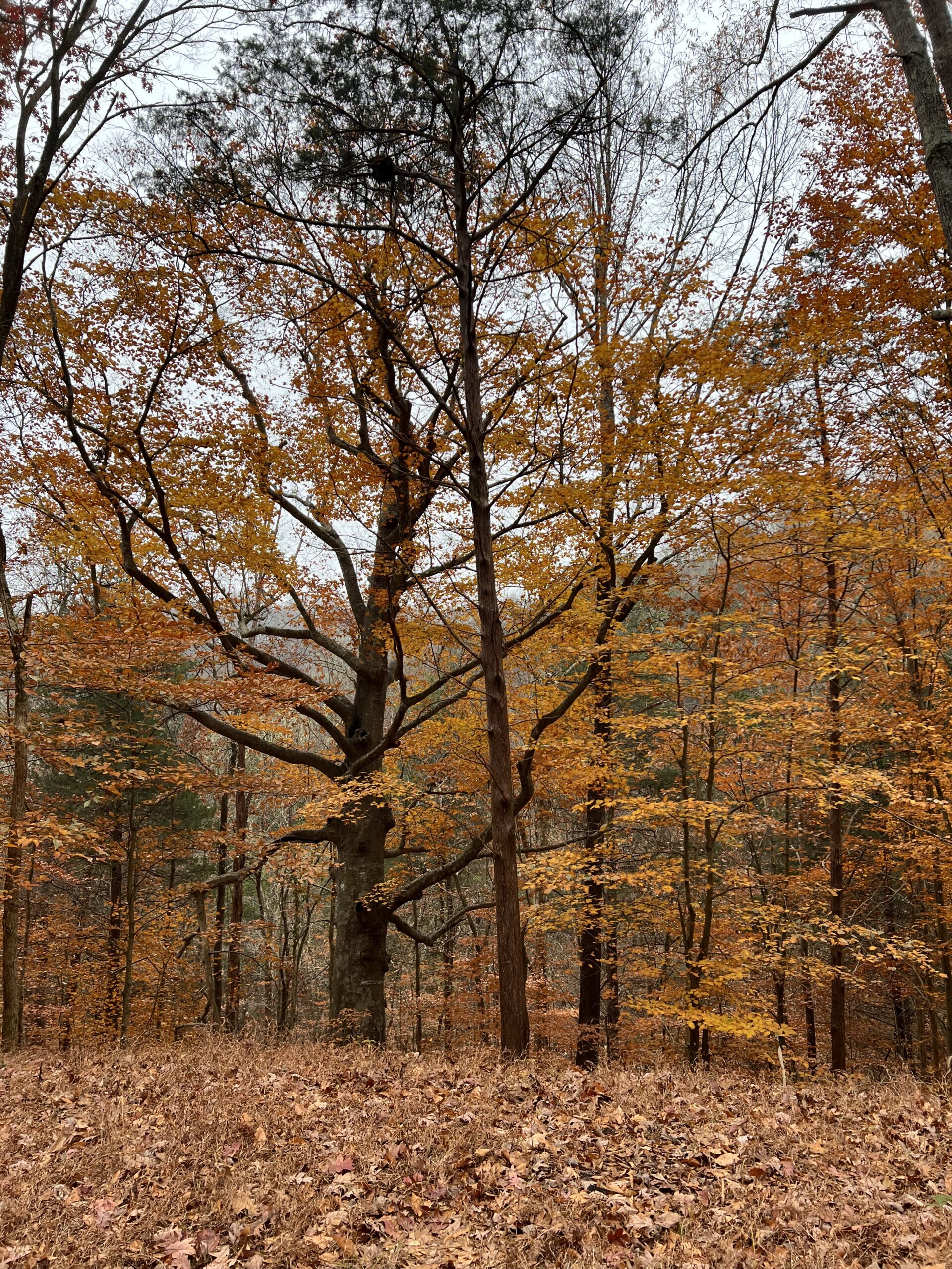 Tall trees with orange and yellow autumn leaves stand in a forest. Fallen leaves cover the ground, and the sky appears overcast.