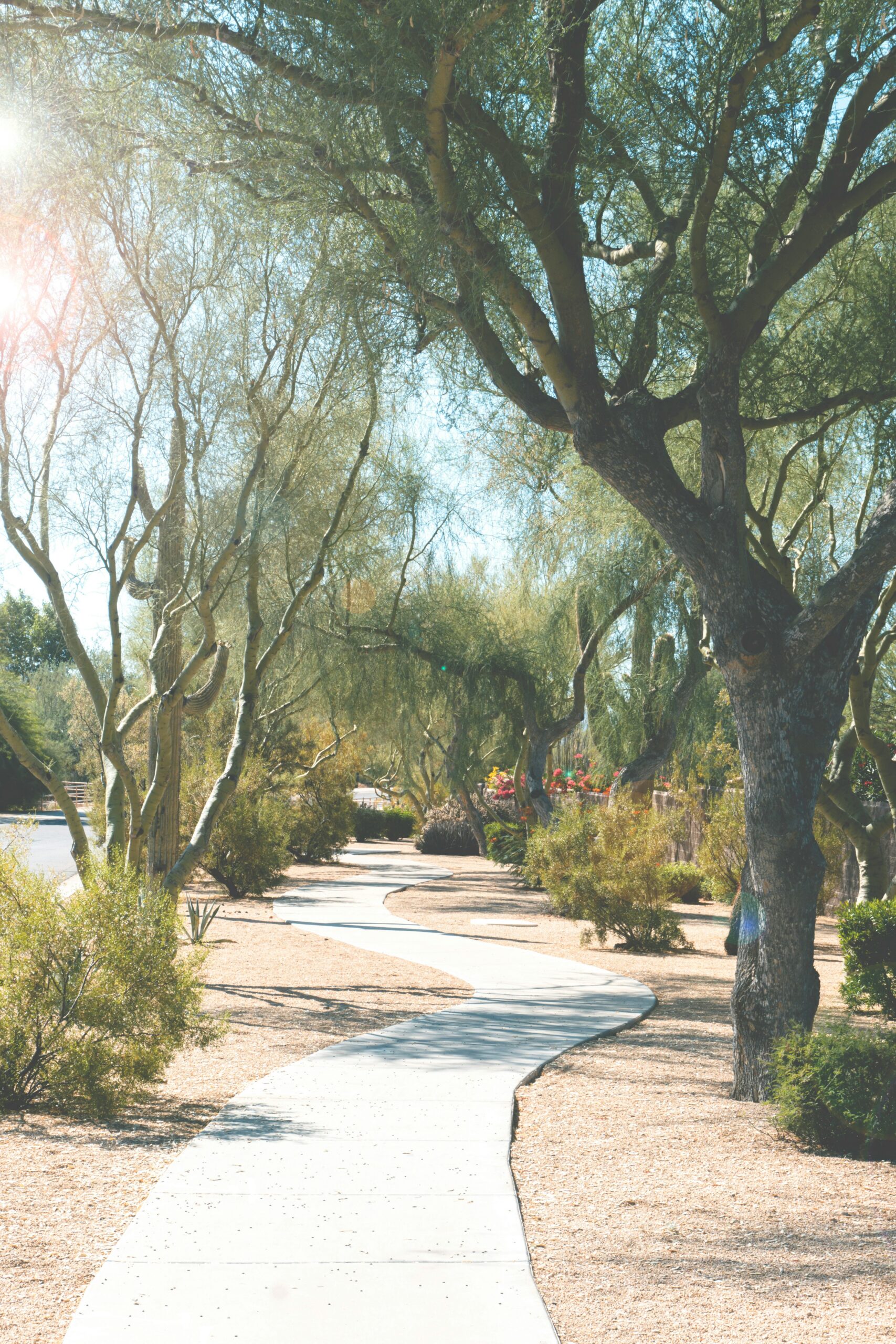 A winding concrete path runs through a landscaped area with desert trees and shrubs under bright sunlight.