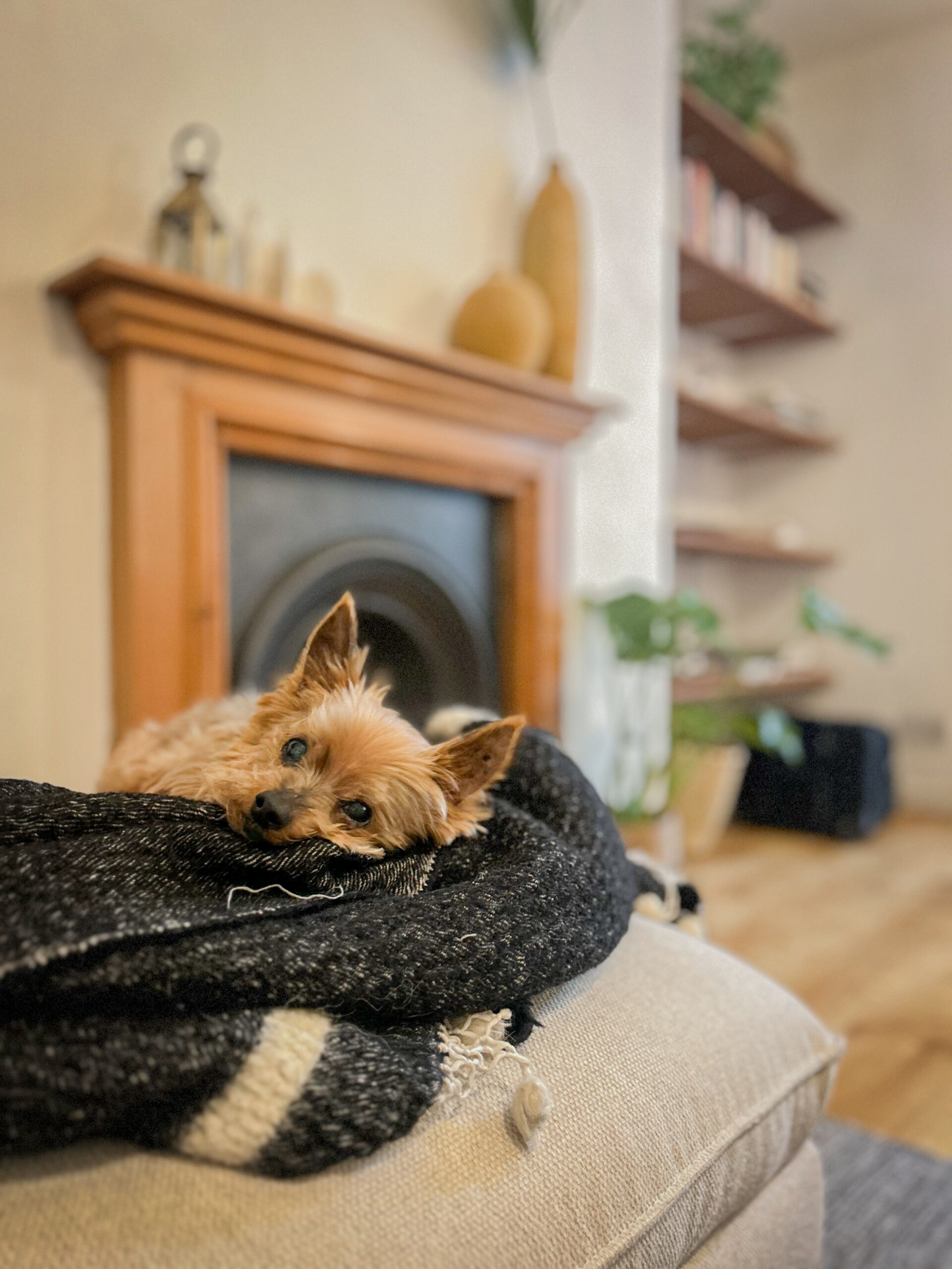 A small dog lies on a black and white blanket atop a couch, with a fireplace and shelves in the background.