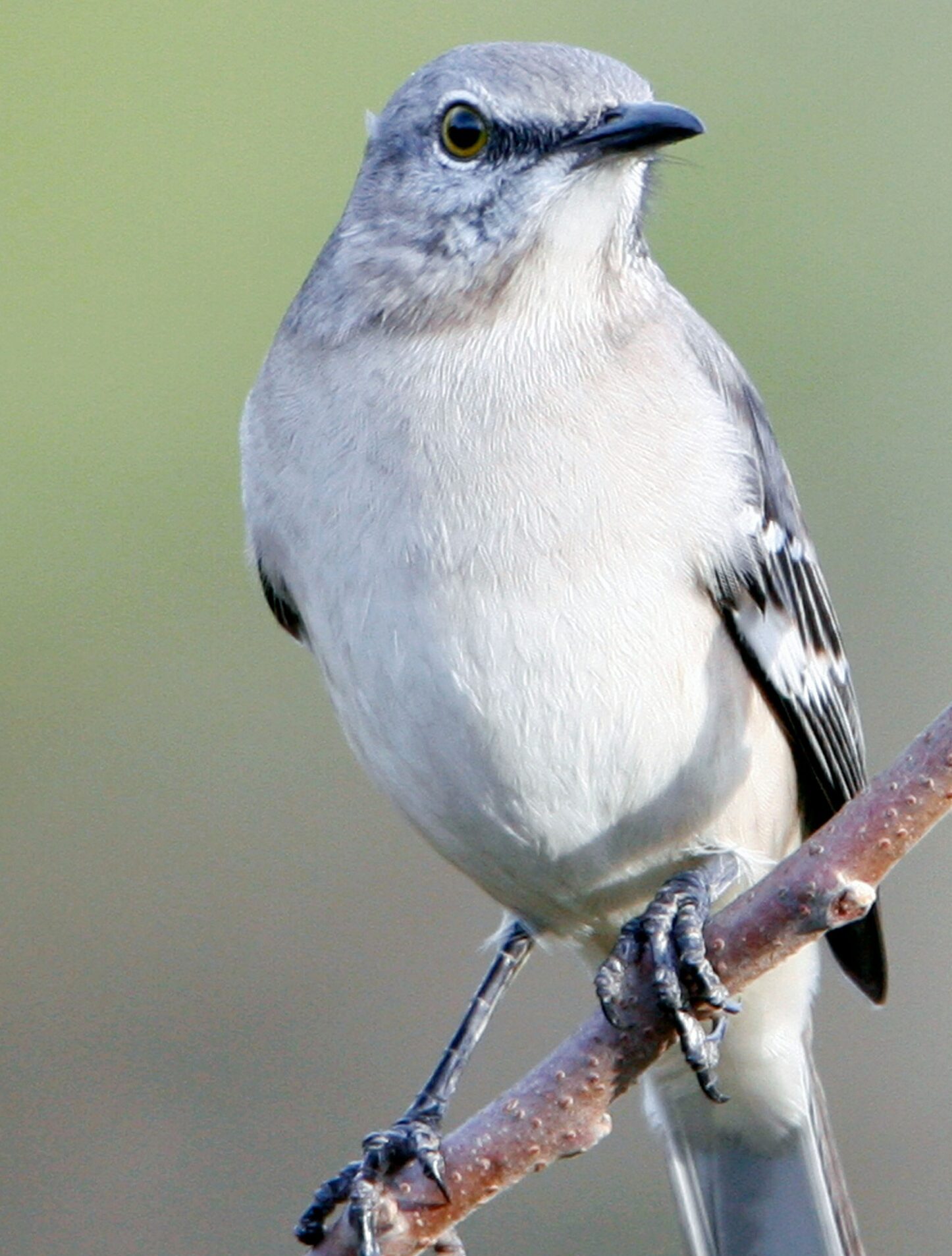 A northern mockingbird with gray and white plumage is perched on a thin branch against a blurred background.